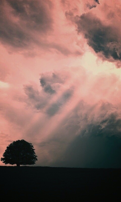 Избранный обои