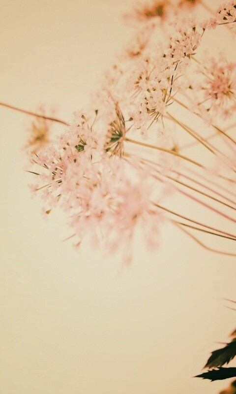 Цветы в макро обои