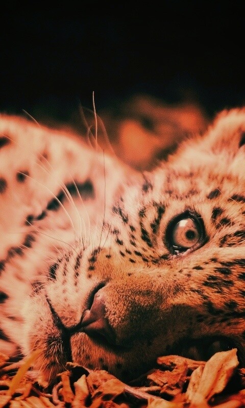 Гепард котенок обои