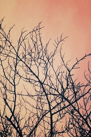 Ветвистое дерево обои