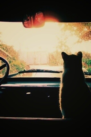 Кот навигатор обои