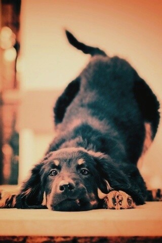 Игривый пес обои