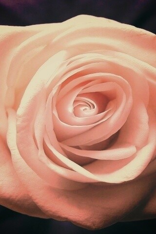 Белая роза обои