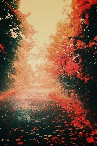 Желтая дорога обои