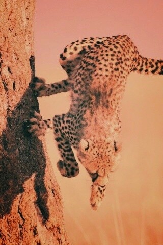 Скалолаз обои