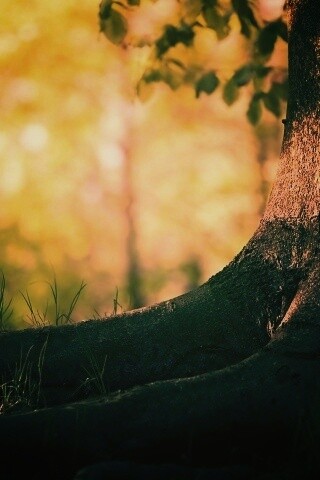 Корни дерева обои