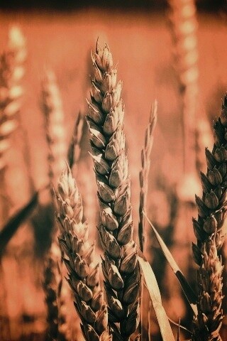 Молодые пшеничные колосья обои