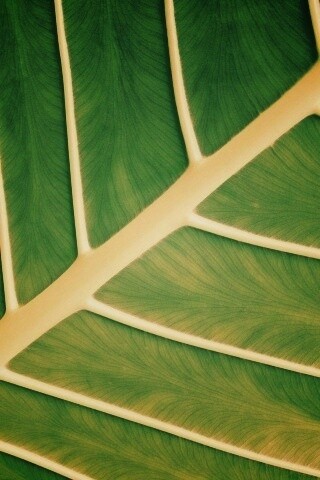 Пальмовый лист обои