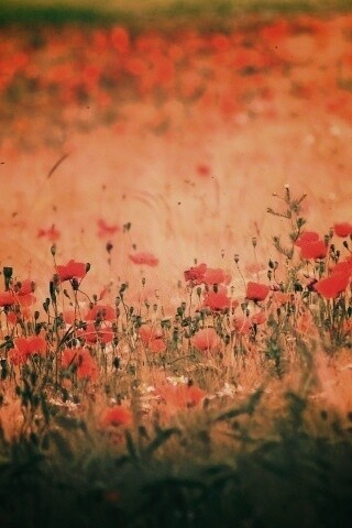 Маковое поле обои