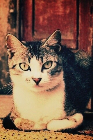 Кошечка на подстилке обои