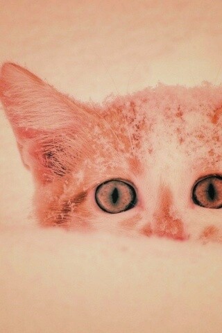 Рыжий котёнок в снегу обои