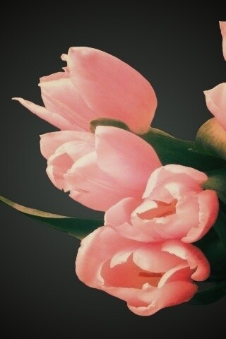 Розовый букет обои