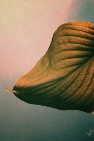Листик тянется к солнцу обои