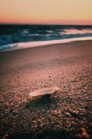Ракушка не песчанном берегу обои