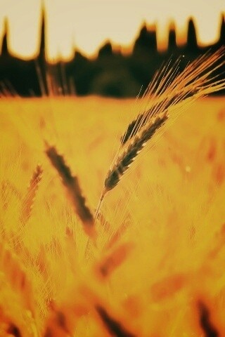 Пшеничное поле обои
