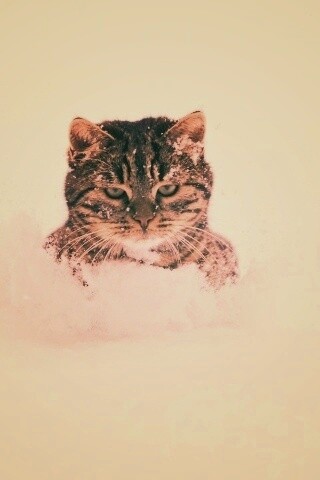 Недовольный кот в сугробе обои