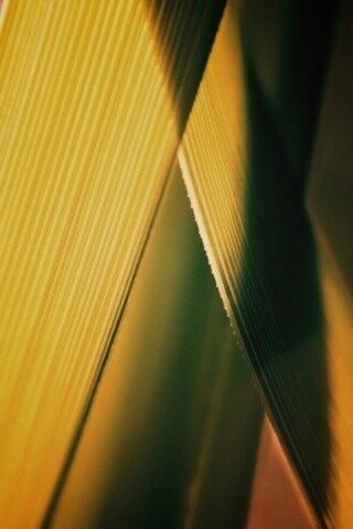 Травинки на свету обои