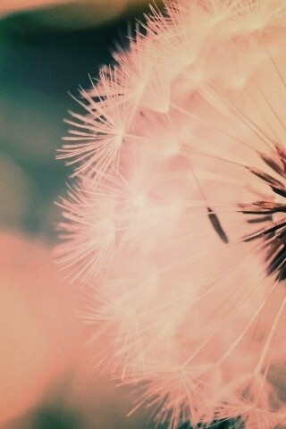 Макро фото одуванчика обои