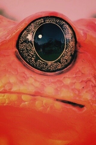 Красная лягушка обои