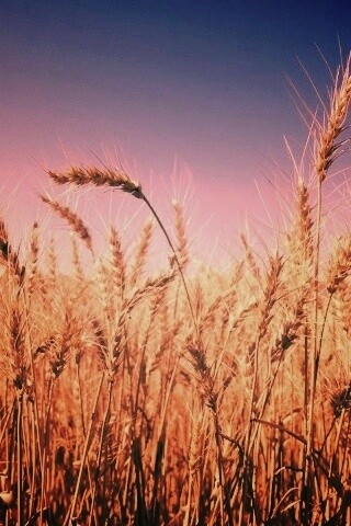 Пшеничные колосья обои
