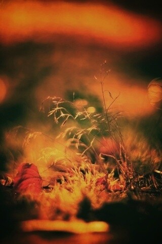 Осенняя травинка обои