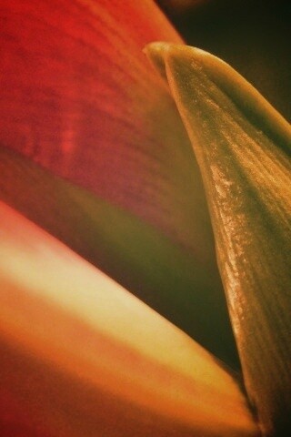 Макро фото цветка обои