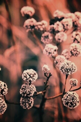 Иний на растении обои