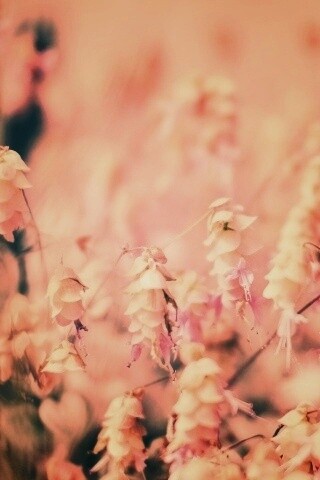 Висящие цветочки обои