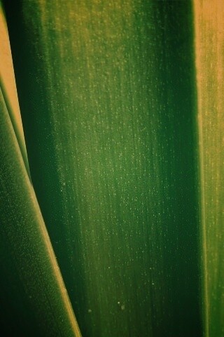 Сочная травинка обои