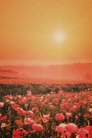 Цветущие поля обои