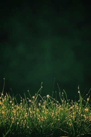 Трава после дождя обои