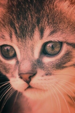 Мордочка котёнка обои