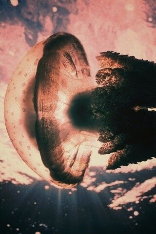 Коричневая медуза обои