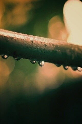 Капли на стебле обои