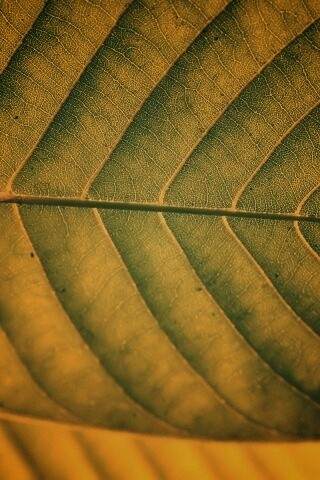 Листик обои