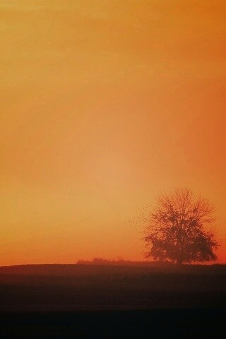 Убранное поле обои