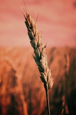 Колосок обои