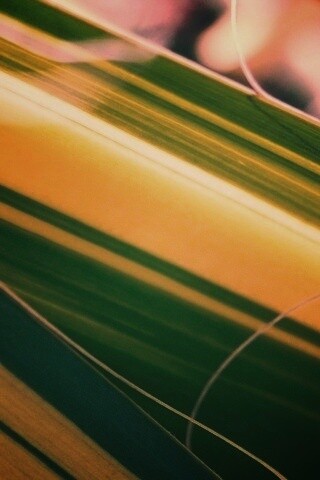 Желто-зеленые травинки обои