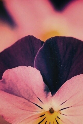 Фиолетовые цветы обои