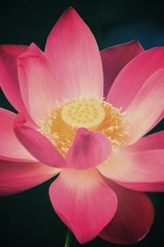 Сиреневый цветок обои