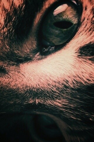 Мордашка кота крупным планом обои