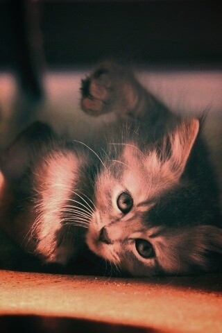 Котенок играет под стулом обои