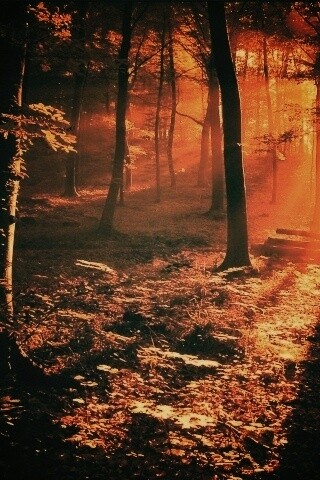Лес в золотом сиянии обои