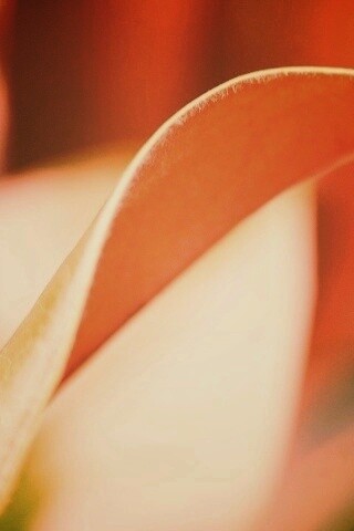 Обратаня сторона листа обои