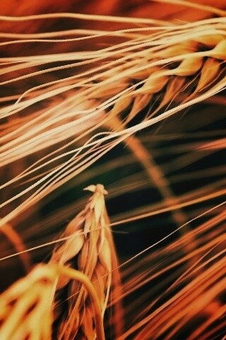 Лохматые колосья обои