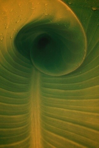 Свернутый в трубочку лист обои