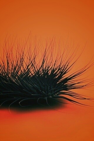 Волосатая мочалка обои