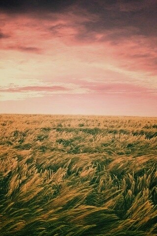 Море трав обои