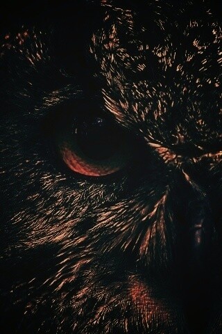 Красноглазая сова обои