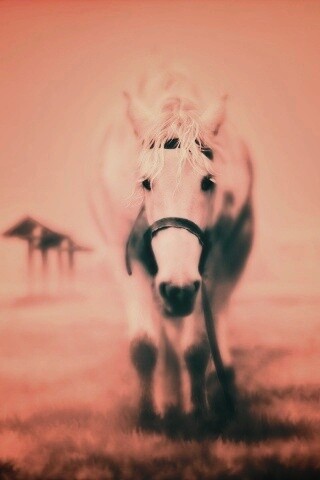 Лошадка обои